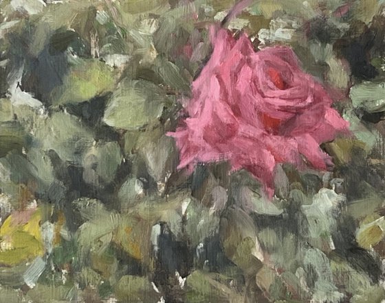 Study of a Pink Rose