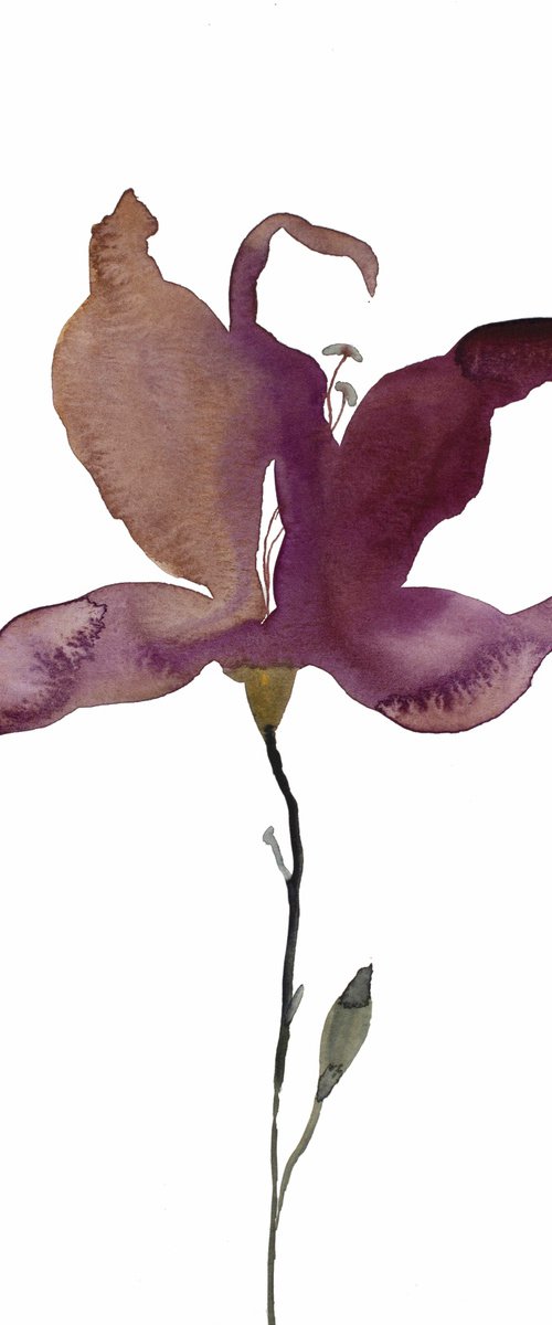 Lily No. 3 by Elizabeth Becker