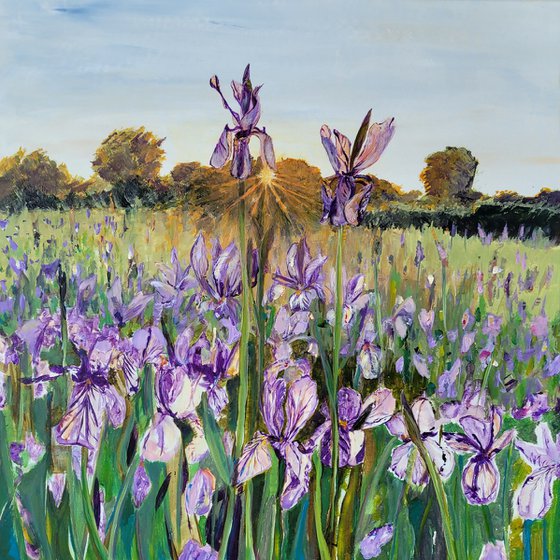 Iris in sunrise. Flower field.