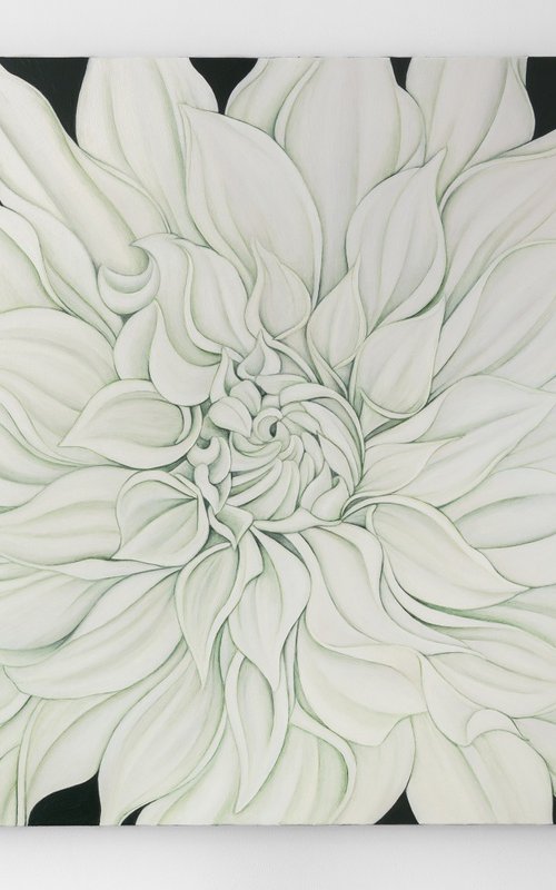 White Dahlia on Vert De Gris by Dom Holmes