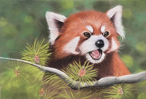 Red panda by Maxine Taylor