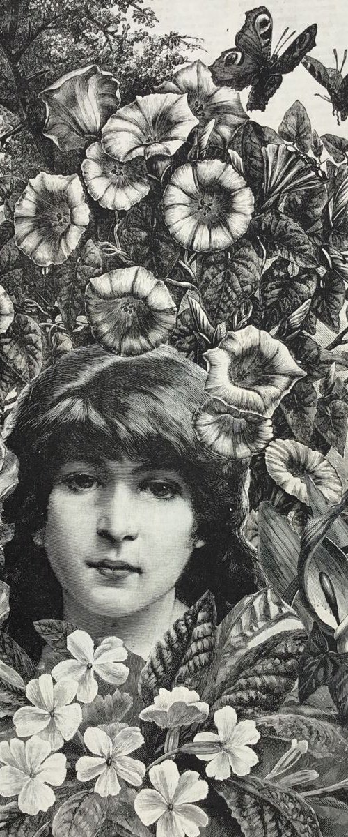 Primroses by Tudor Evans