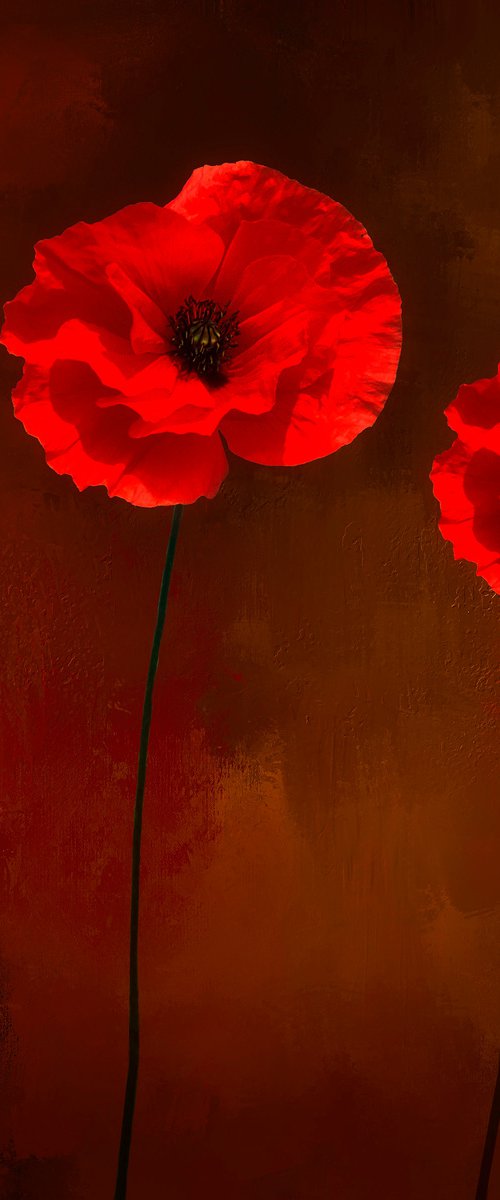 Poppies by Martin  Fry