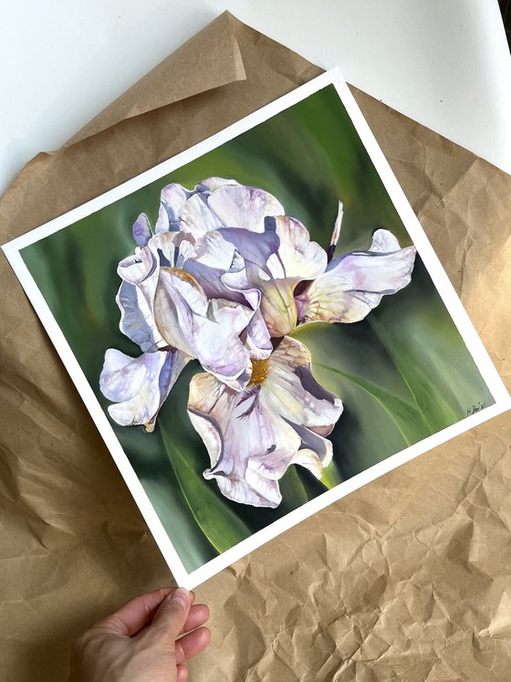 Purple White Irises