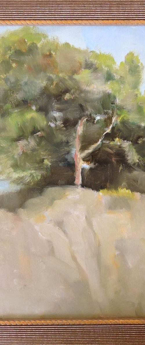 Pine Tree Study by Katia Bellini