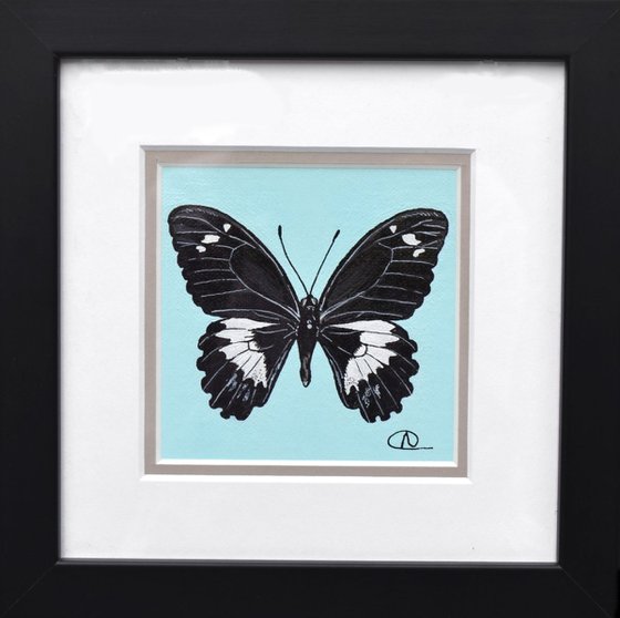 Specimen 011 - Orchard Swallowtail (Papilio aegeus)