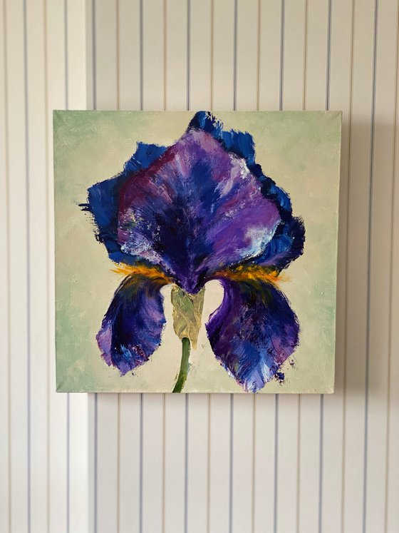 DARK BLUE IRIS