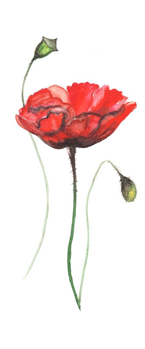 Poppy by Luba Ostroushko