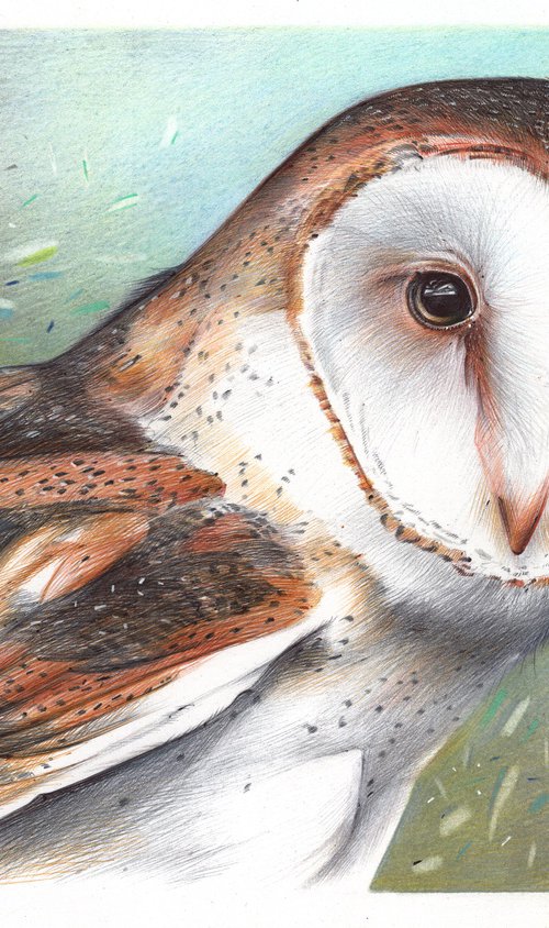 Barn Owl - Bird Portrait by Daria Maier