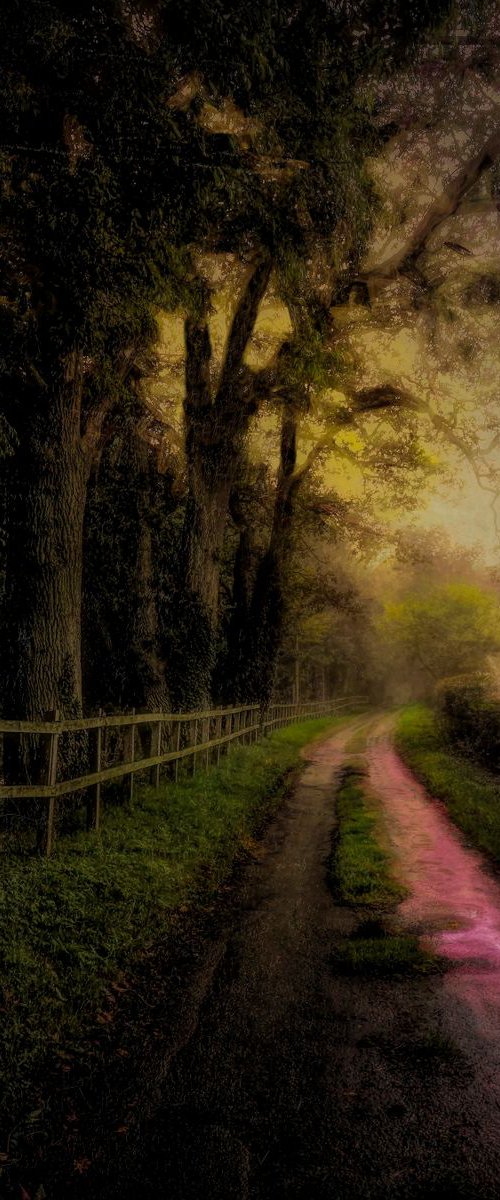 Tree lined road by Martin  Fry