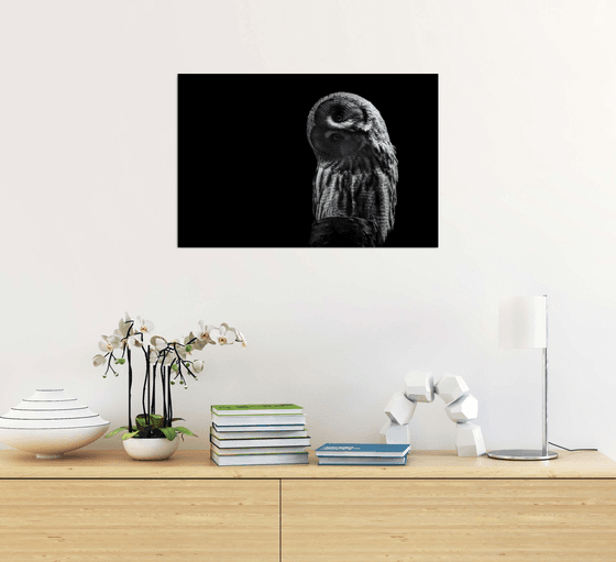 Grey Owl