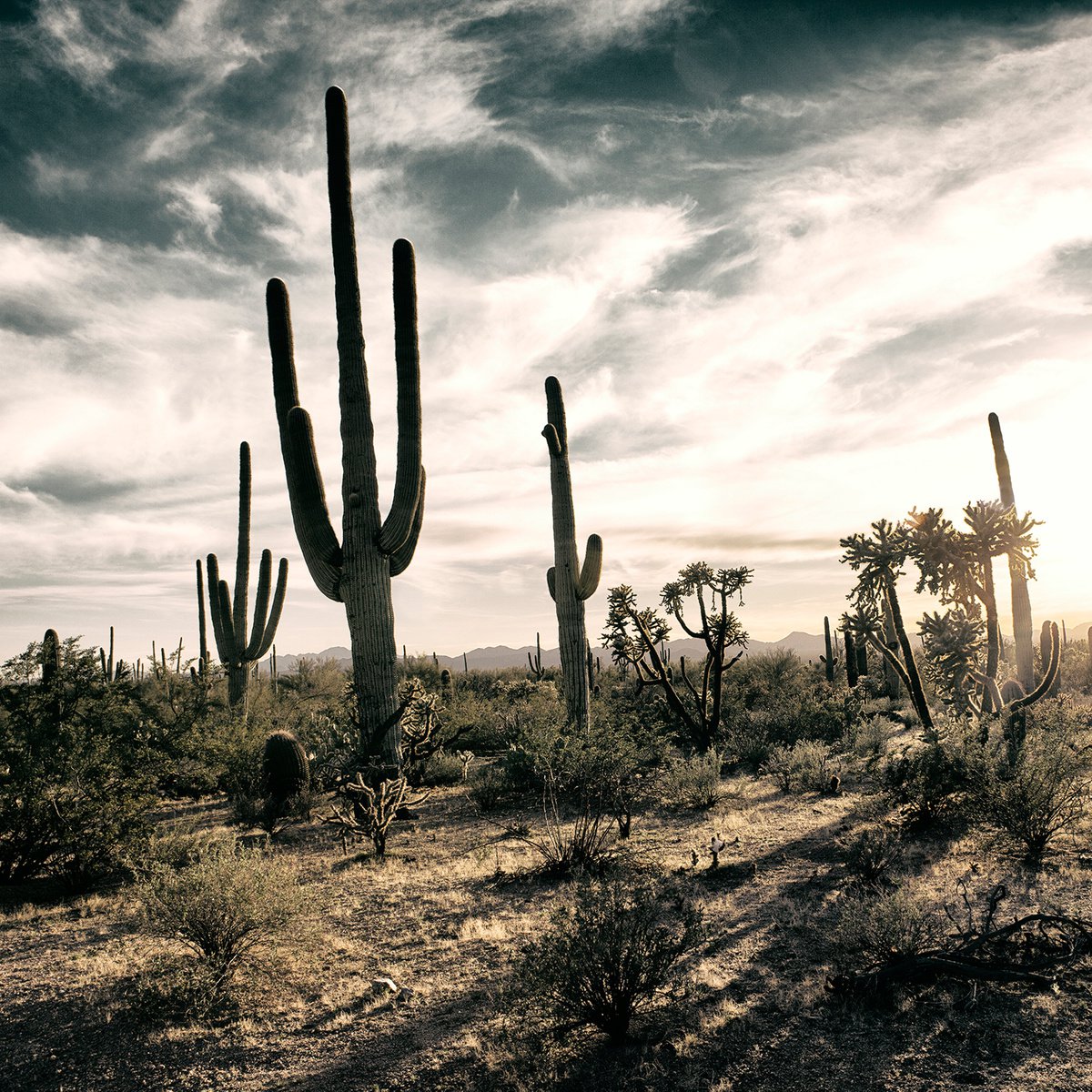 Saguaro Cactus, Sonoran Desert by Heike Bohnstengel