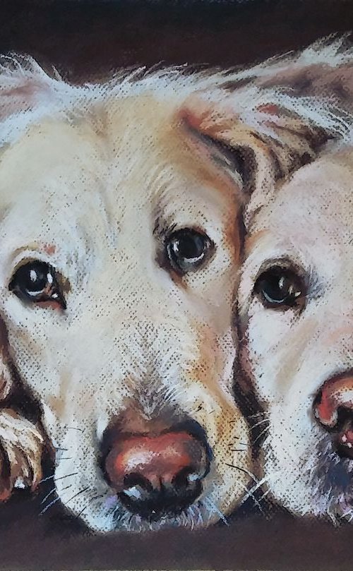 Labradors by Magdalena Palega