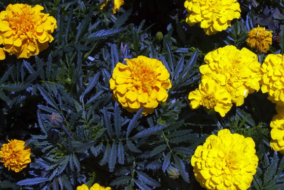 NT#120 Yellow flowers