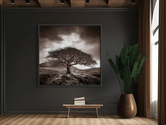 The One Tree, Isle of Skye