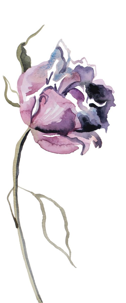 Rose Study No. 74 by Elizabeth Becker