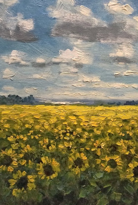 Sunflower field