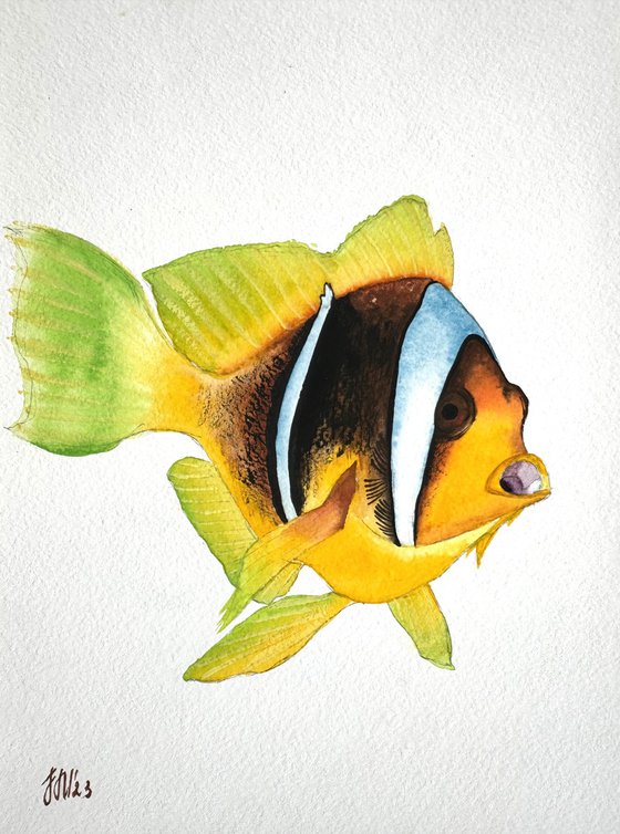 Exotic Yellow fish