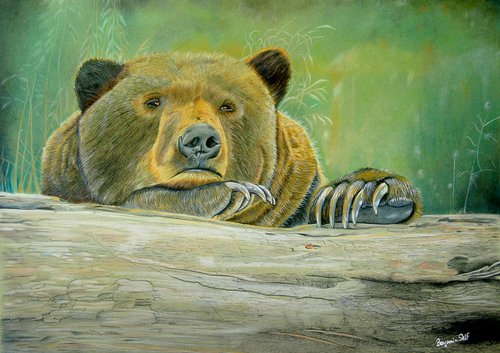 Brown Bear by Benjamin Self