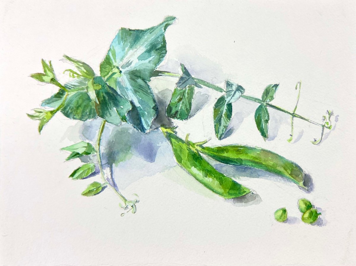 Green peas| little watercolor etude by Nataliia Nosyk