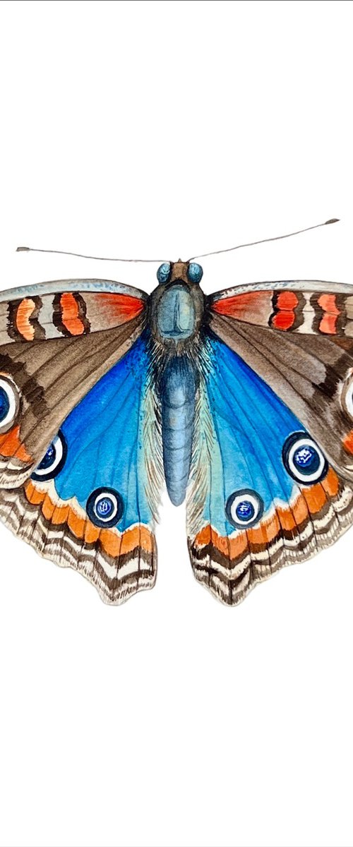 Buterfly peacock eye. by Nataliia Kupchyk