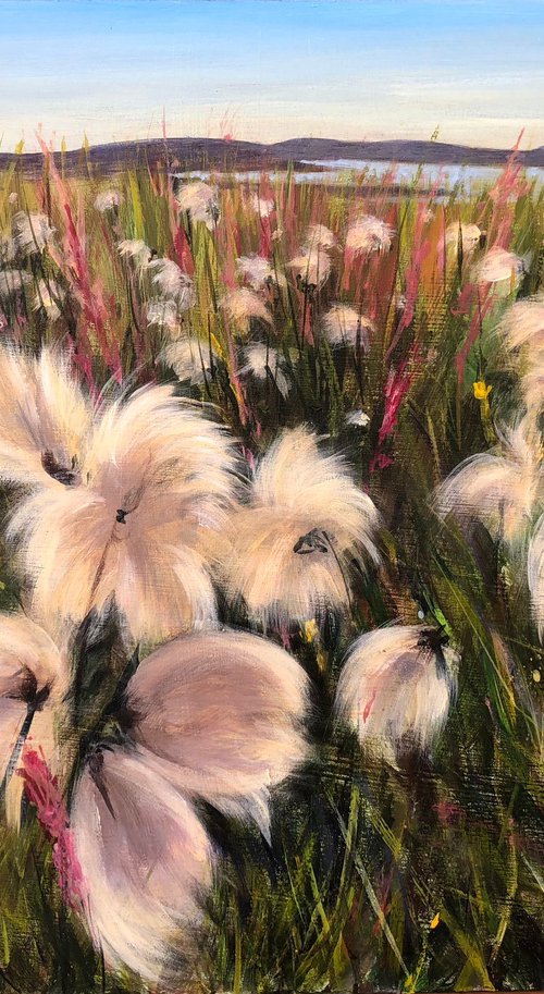 Iceland cotton grass by Shelly Du