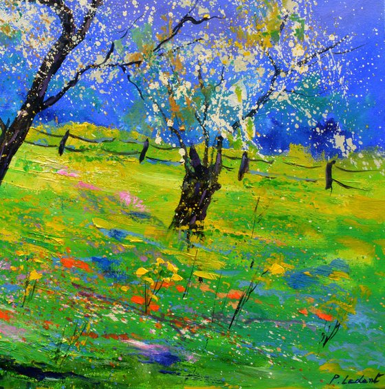 Appletrees in spring