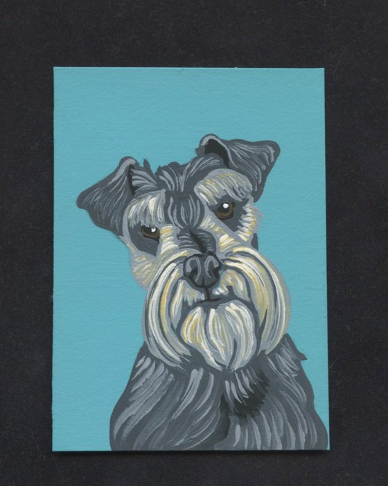 Grey Schnauzer Pet Dog