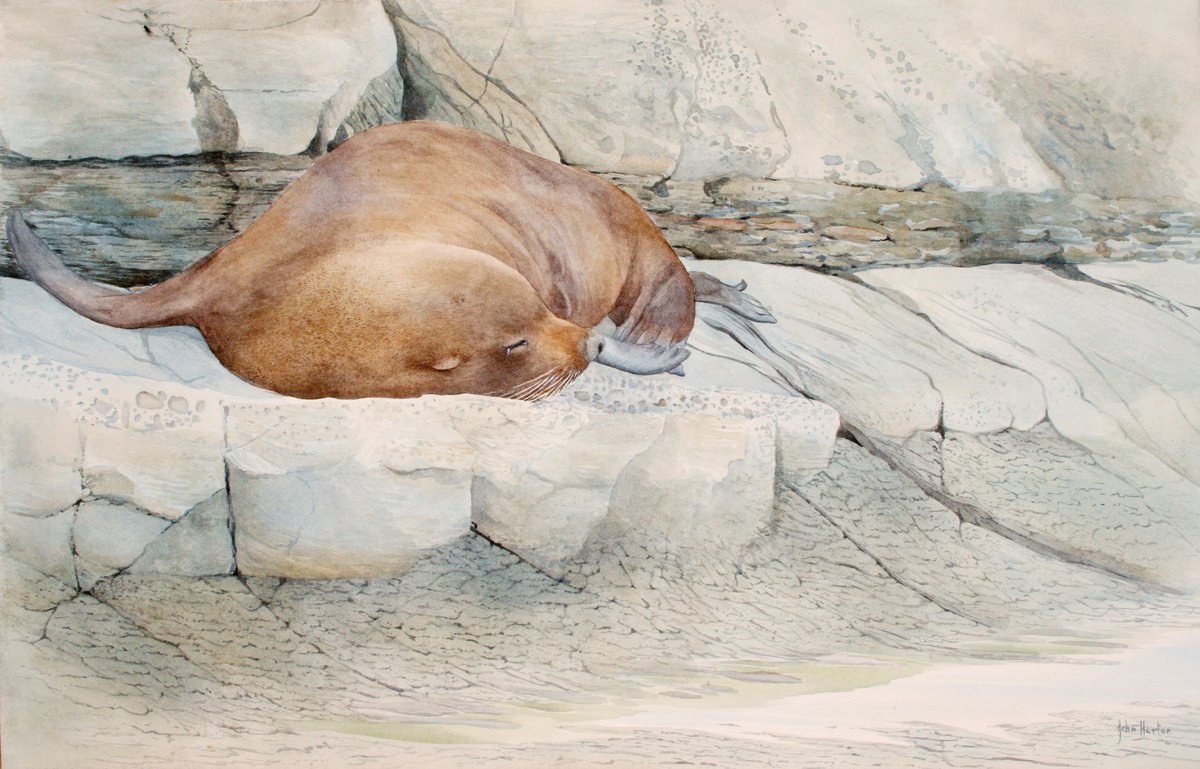 New Zealand fur seal by John Horton