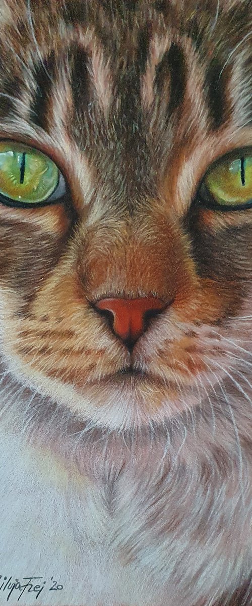 Cat portrait by Silvia Frei
