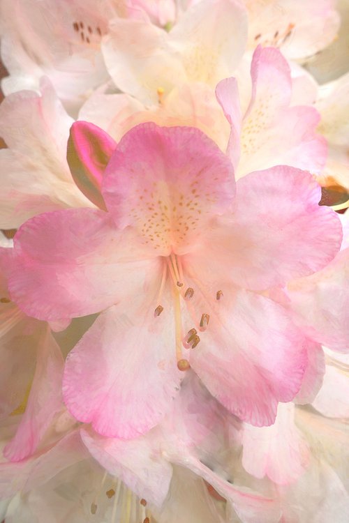 Rhododendron by Martin  Fry
