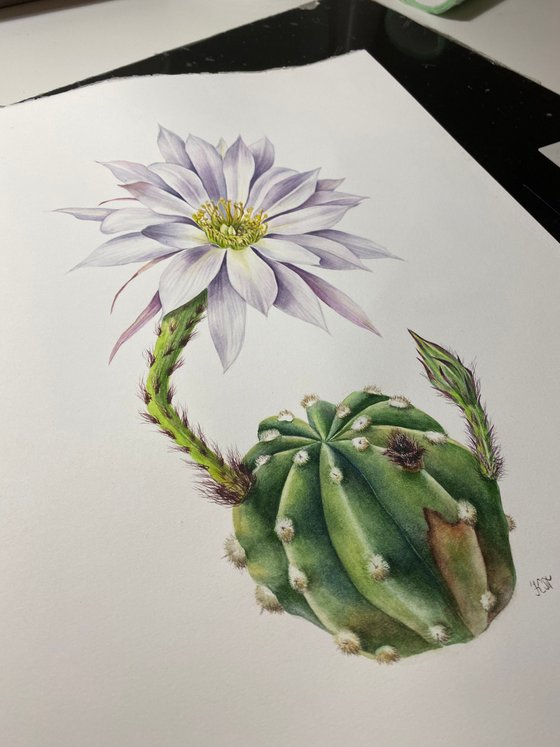 Echinopsis subdenudata watercolor botanical illustration
