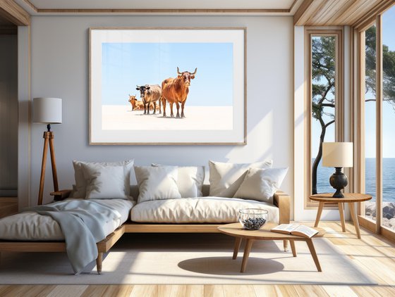 Sunbathing Cows
