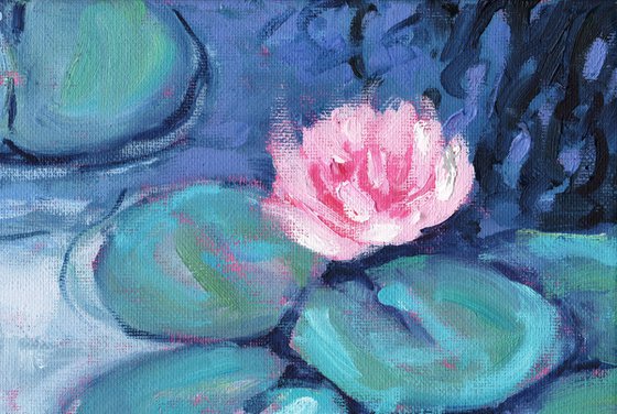 Pink Waterlilies