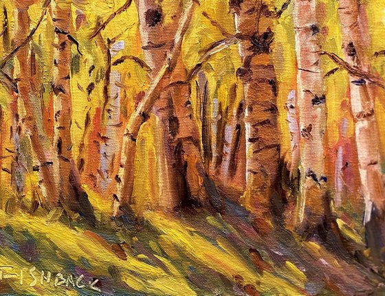 Colorful Aspen Tree Forest
