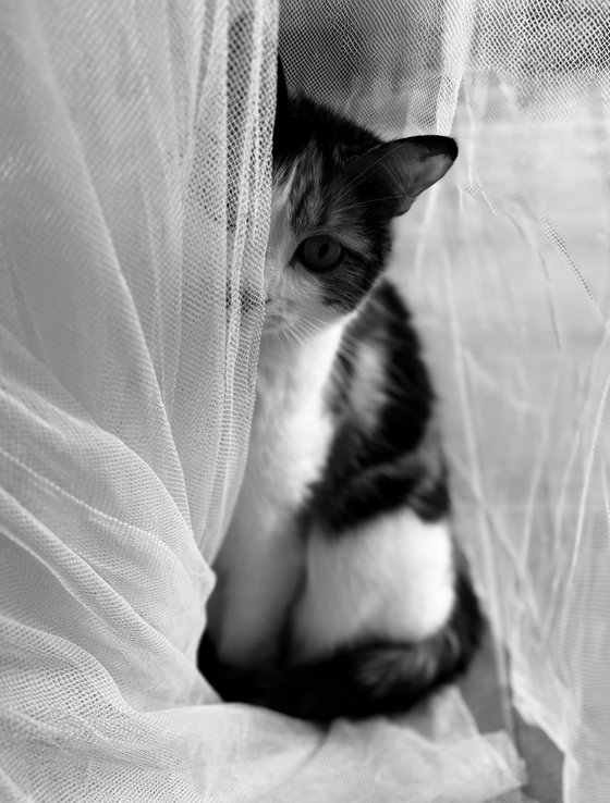 Calico