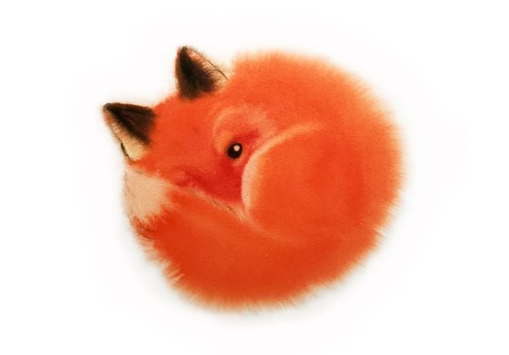 Red Fox Curls Up for a Nap