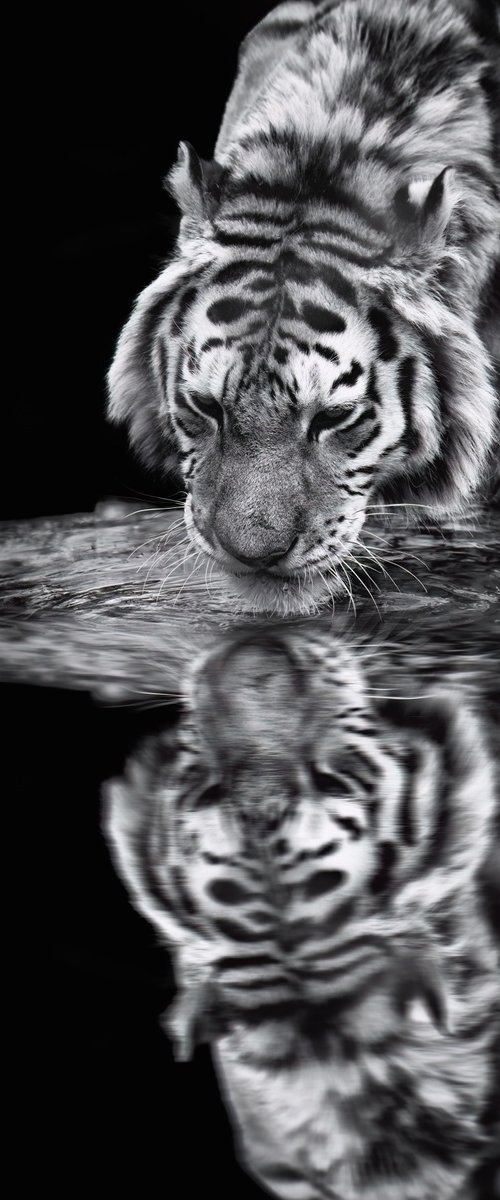 Siberian Tiger drinking and reflection by Paul Nash