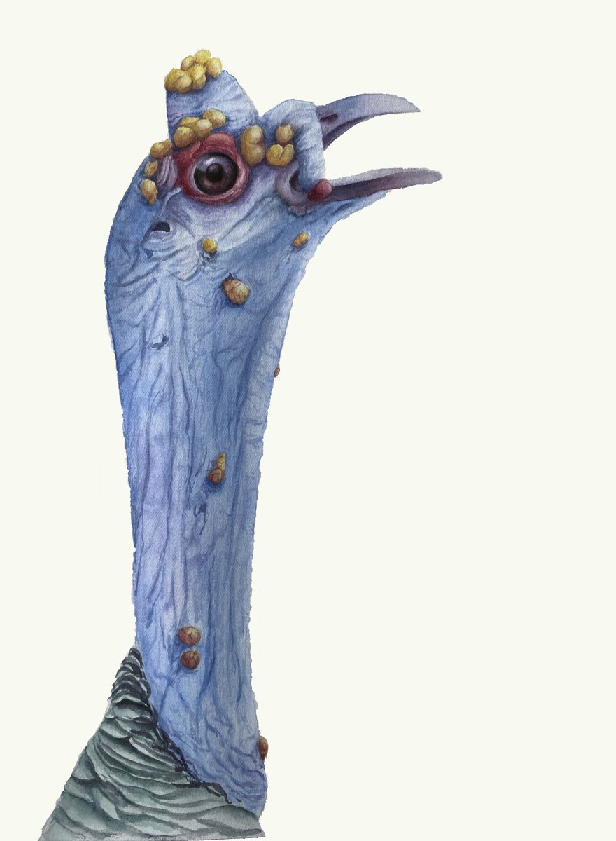 Impressionistic Animal Watercolour By Tetiana Savchenko, 8 X 11", Shouting Ocellated Turkey, Original Artwork