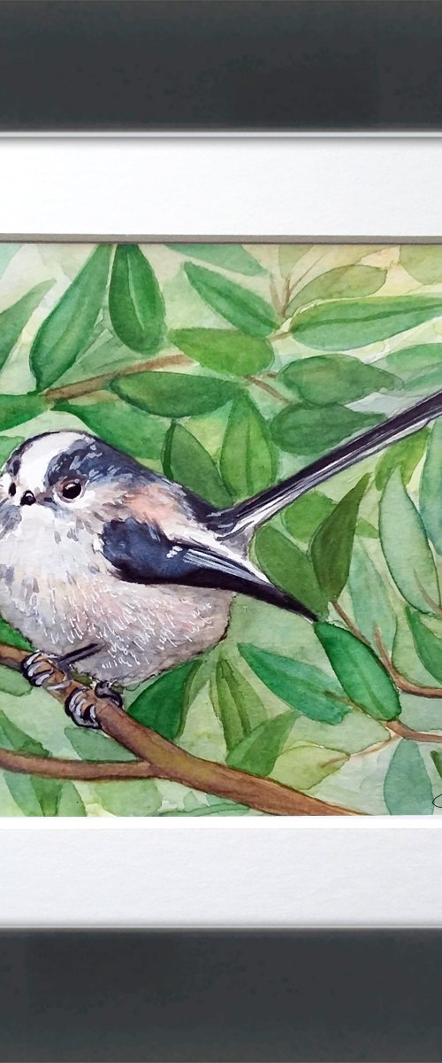 Long tailed tit framed and ready to hang by Carolynne Coulson
