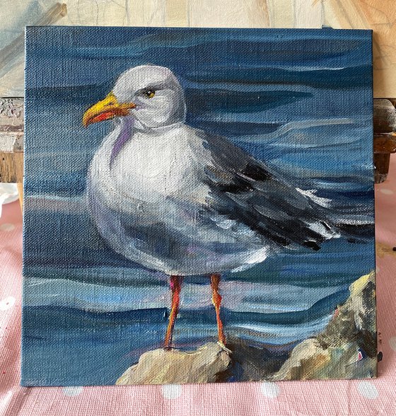 Herring Gull Sam