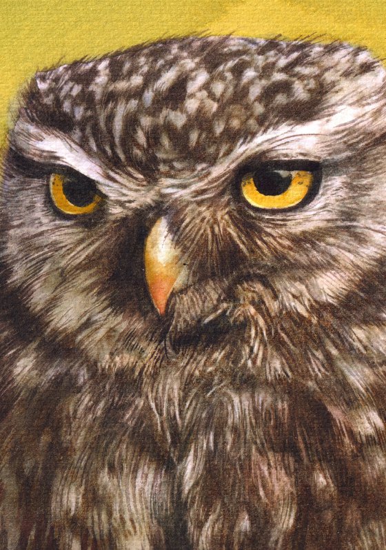 BIRD CCV - Owl