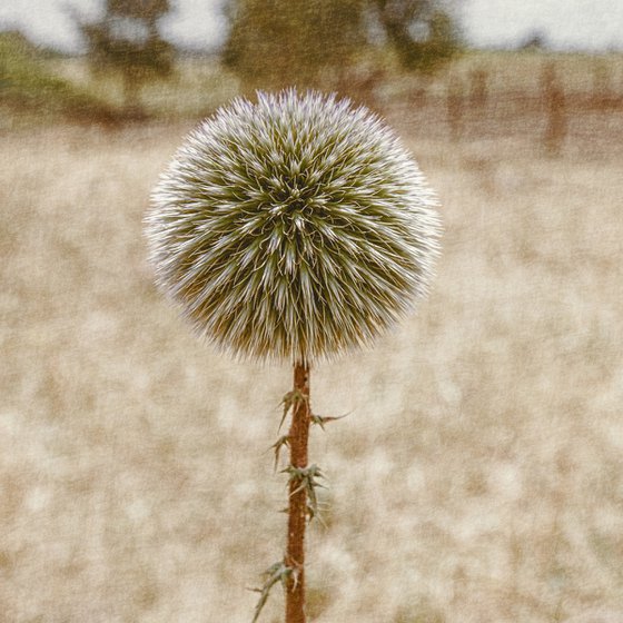 Echinops blooming in the garden