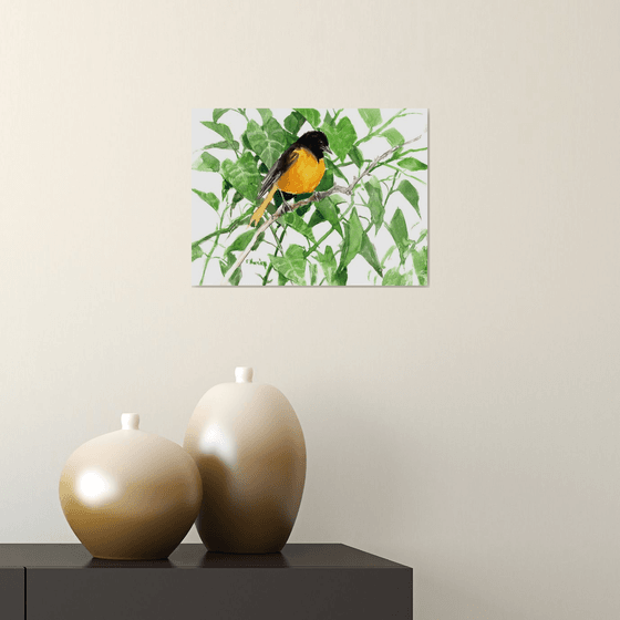 Baltimore Oriole