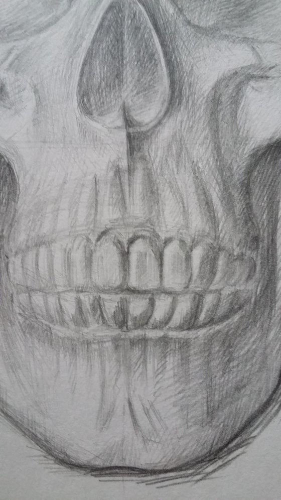 Skull. Original pencil drawing.