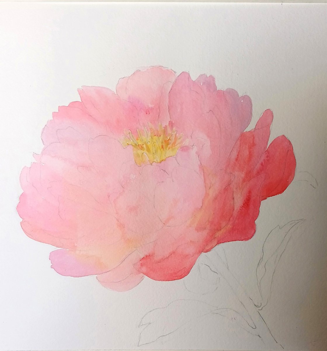 Impressionistic Botanical Watercolour By Yulia Krasnov, 10 X 10", Coral Peony, Original Artwork