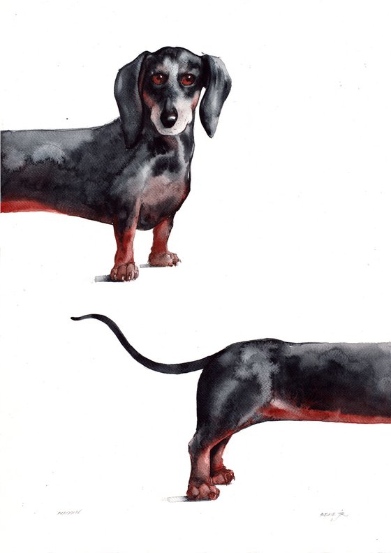 Dachshund (Sausage Dog)