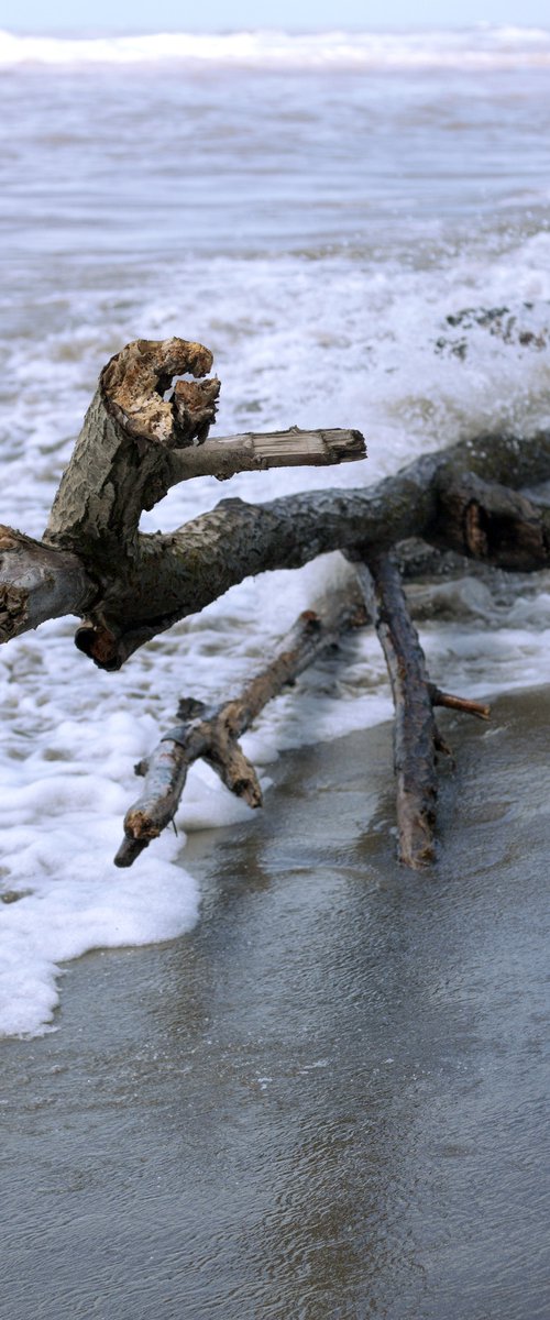 Wood in the sea no.10 by Mattia Paoli