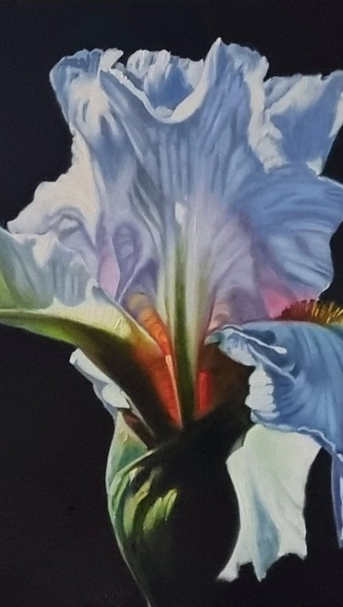 "Morning iris." flowers iris fotorealistic 2021 by Anna Bessonova (Kotelnik)