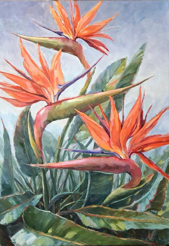 Birds of Paradise